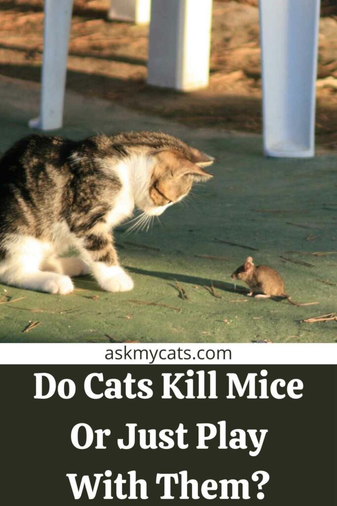 Do Cats Kill Mice Or Just Play With Them?