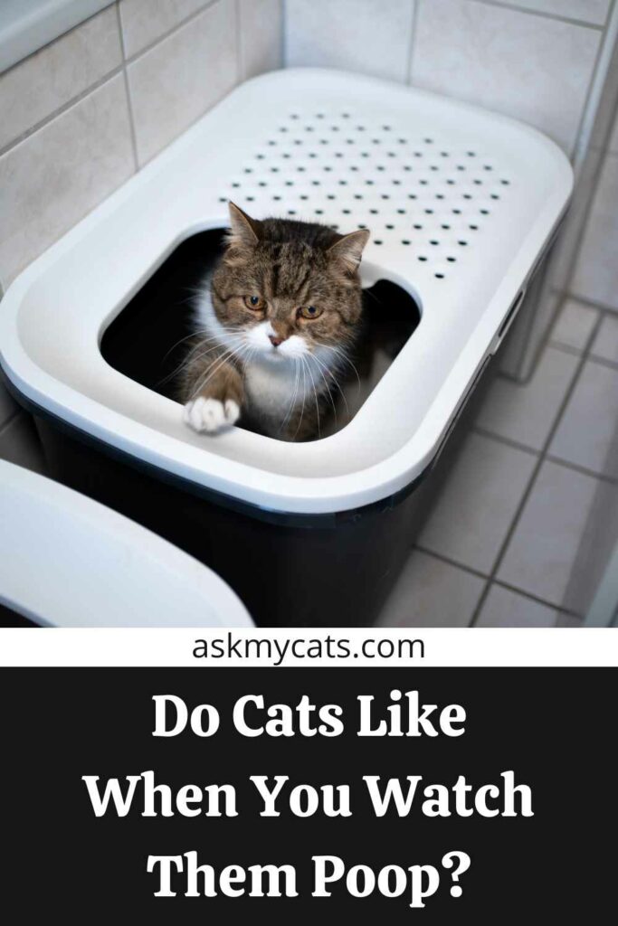 Do Cats Like When You Watch Them Poop?