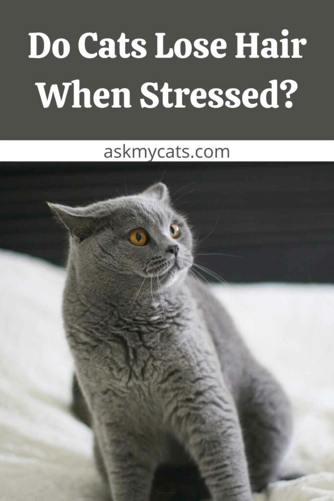 Do Cats Lose Hair When Stressed?