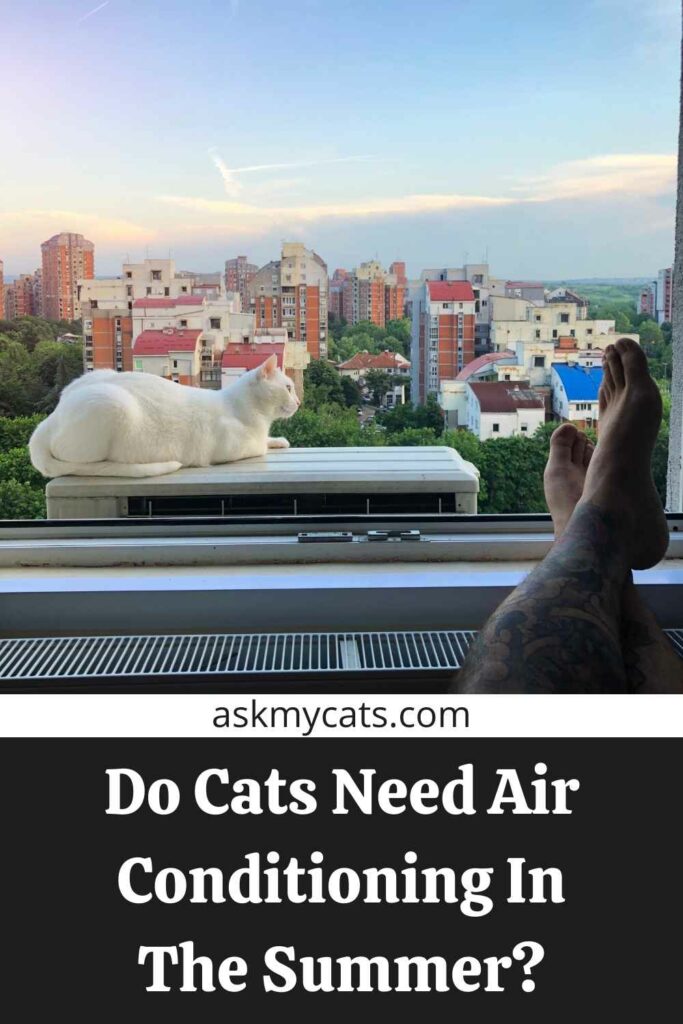 Do Cats Need Air Conditioning In The Summer?