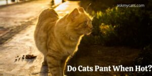Do Cats Pant When Hot? How To Relieve Them?