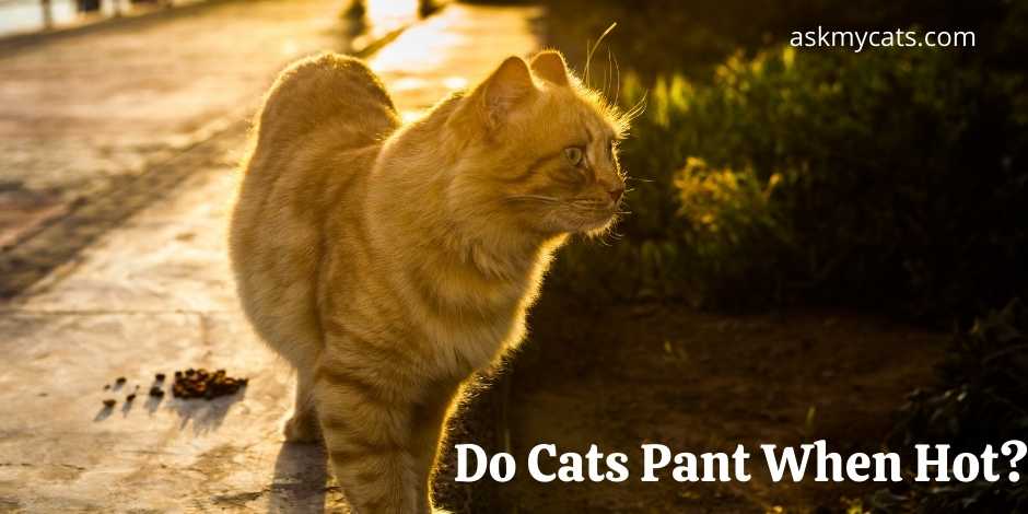 Do Cats Pant When Hot