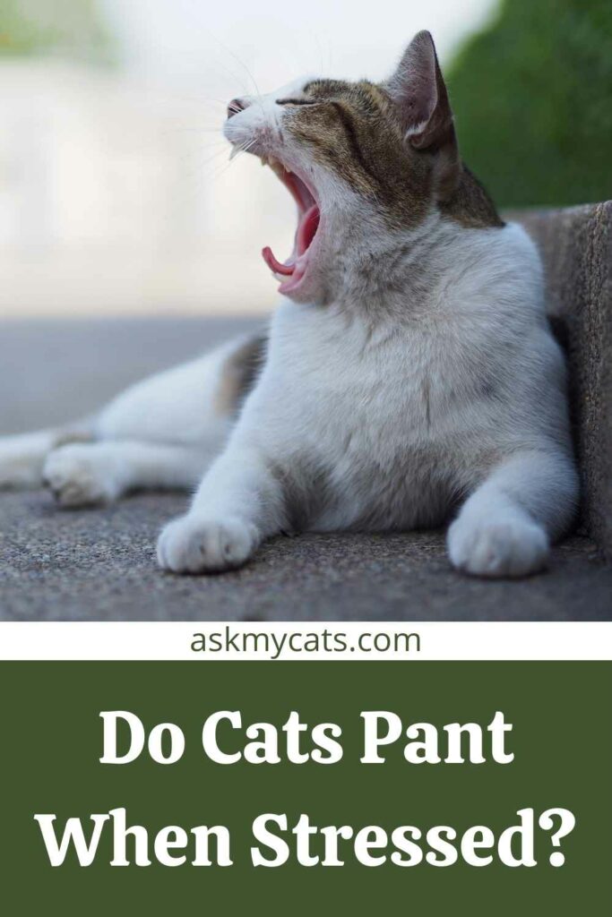 Do Cats Pant When Stressed?
