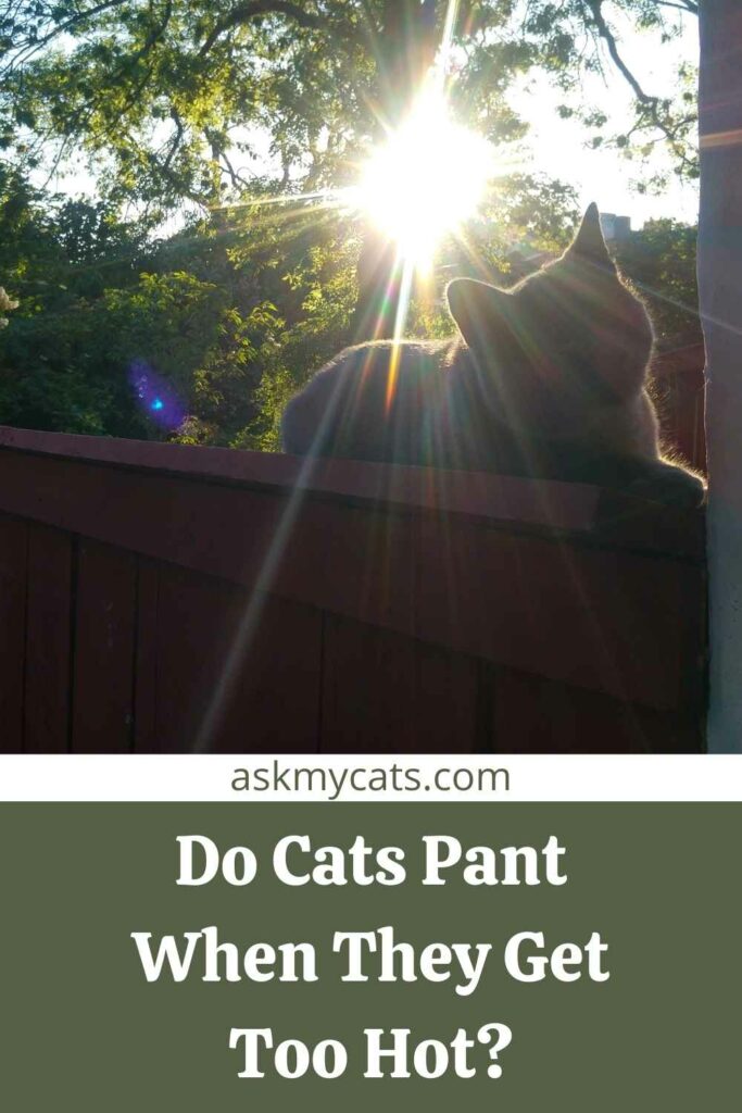 Do Cats Pant When They Get Too Hot?