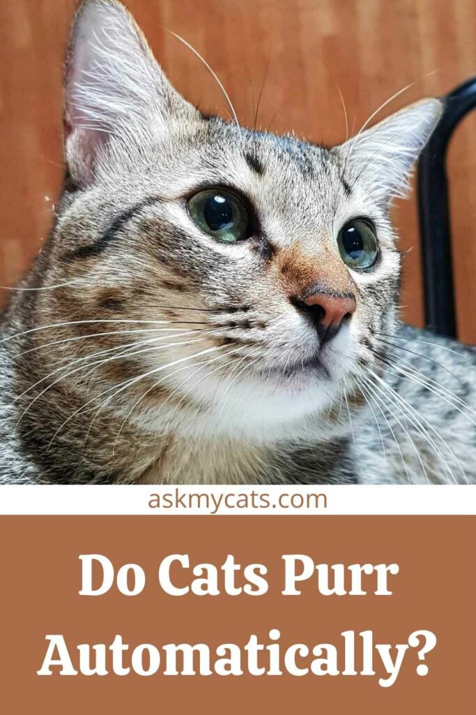 Do Cats Purr Automatically?