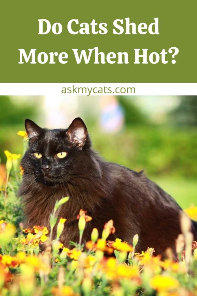 Do Cats Shed More When Hot?