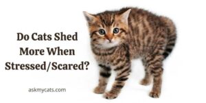Do Cats Shed More When Stressed/Scared?