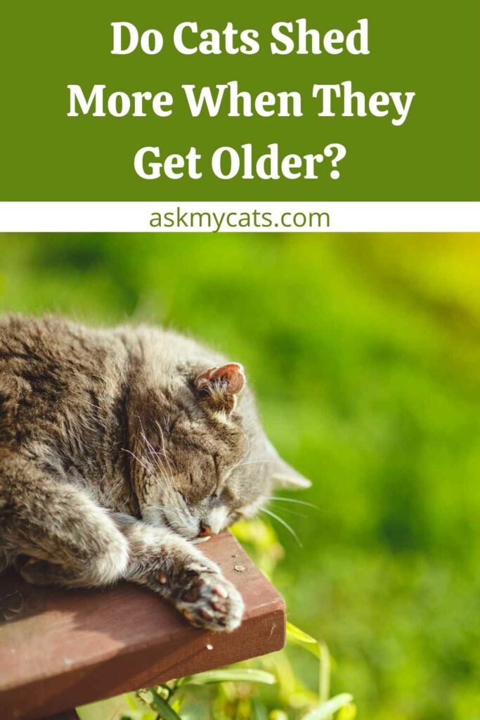 Do Cats Shed More When They Get Older?