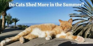 Do Cats Shed More in the Summer? Is It Normal?