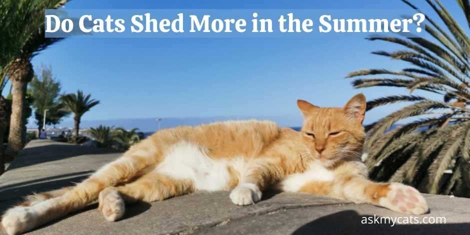 Do Cats Shed More in the Summer