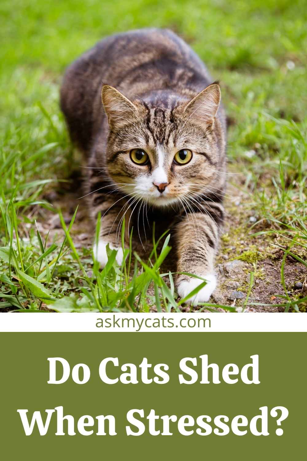 Do Cats Shed More When Stressed/Scared?