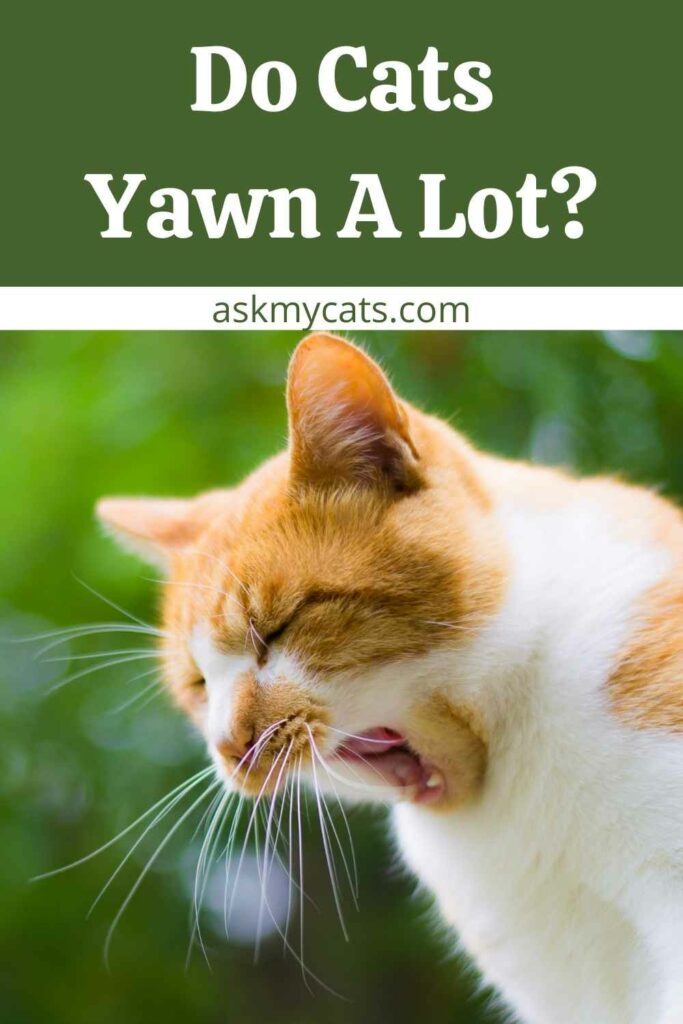 Do Cats Yawn A Lot?
