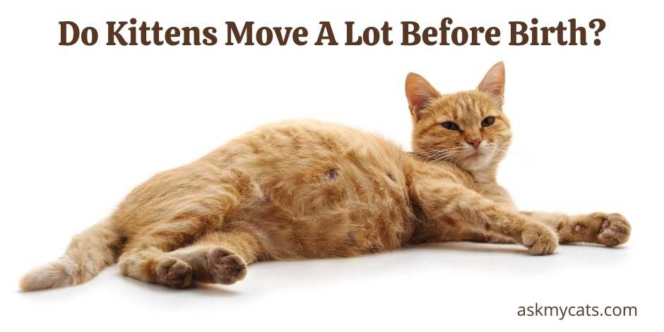Do Kittens Move A Lot Before Birth