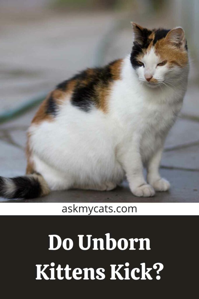 Do Unborn Kittens Kick