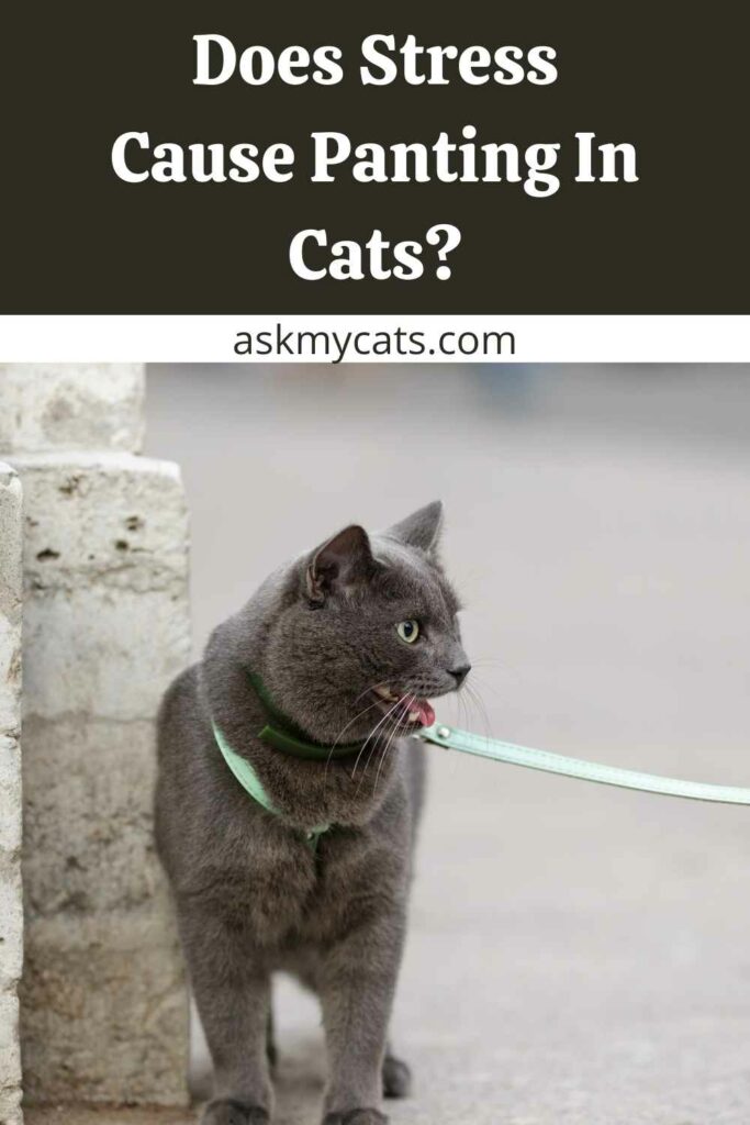 Does Stress Cause Panting In Cats?
