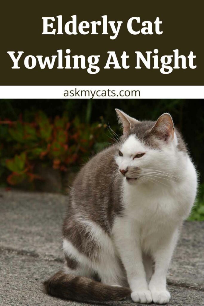 Elderly Cat Yowling At Night