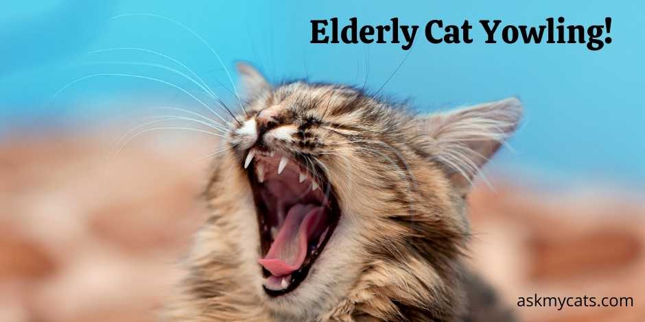 Elderly Cat Yowling