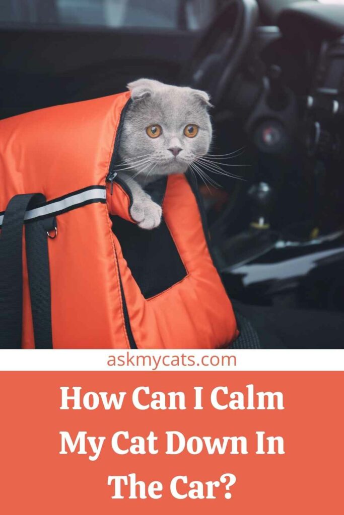 How Can I Calm My Cat Down In The Car?