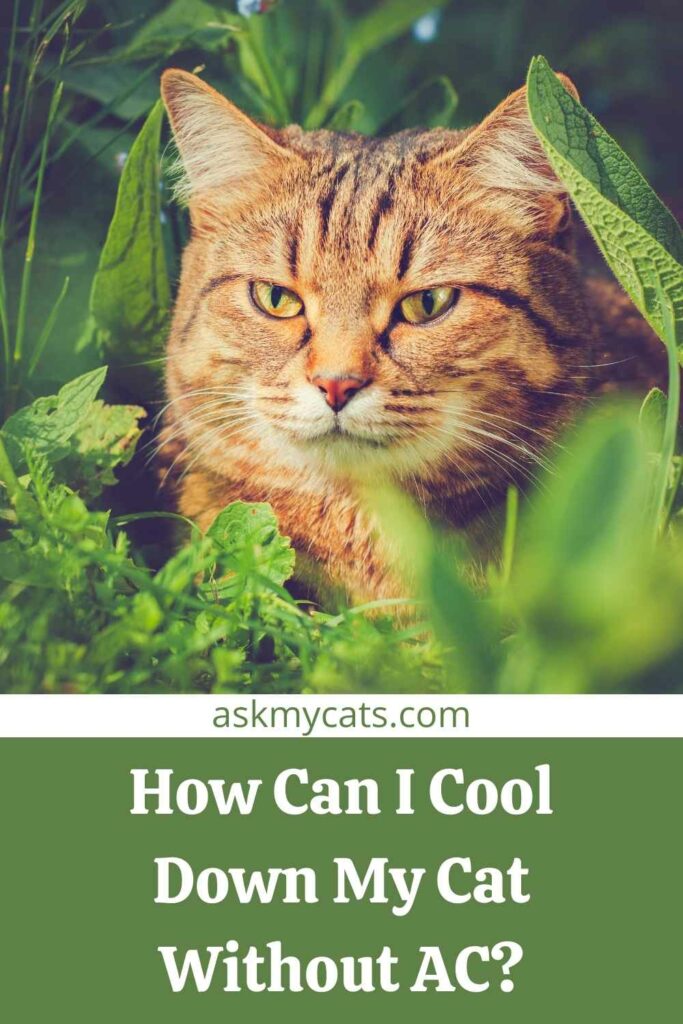 How Can I Cool Down My Cat Without AC?