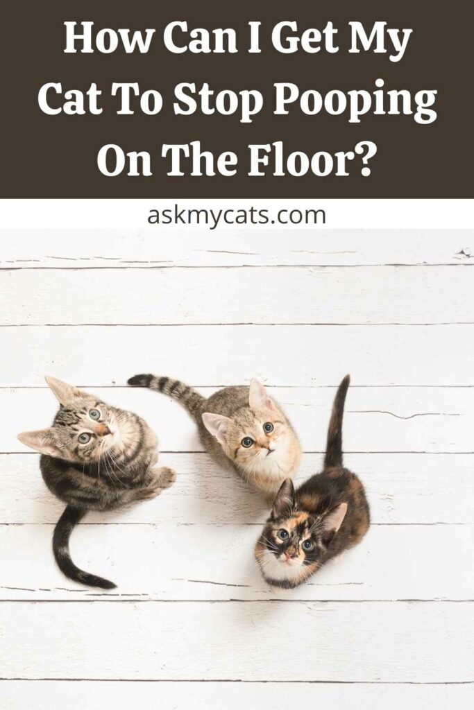 How Can I Get My Cat To Stop Pooping On The Floor?