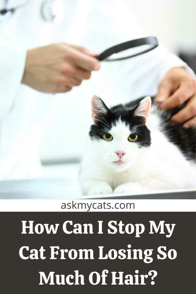 How Can I Stop My Cat From Losing So Much Of Hair?