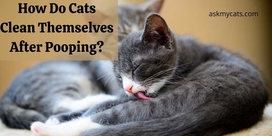 How Do Cats Clean Themselves After Pooping