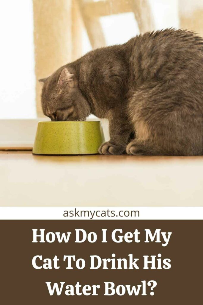 How Do I Get My Cat To Drink His Water Bowl?