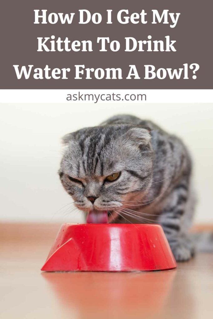 How Do I Get My Kitten To Drink Water From A Bowl?