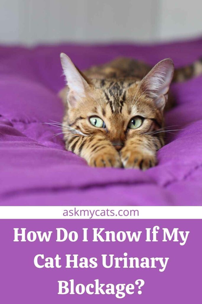 How Do I Know If My Cat Has Urinary Blockage?