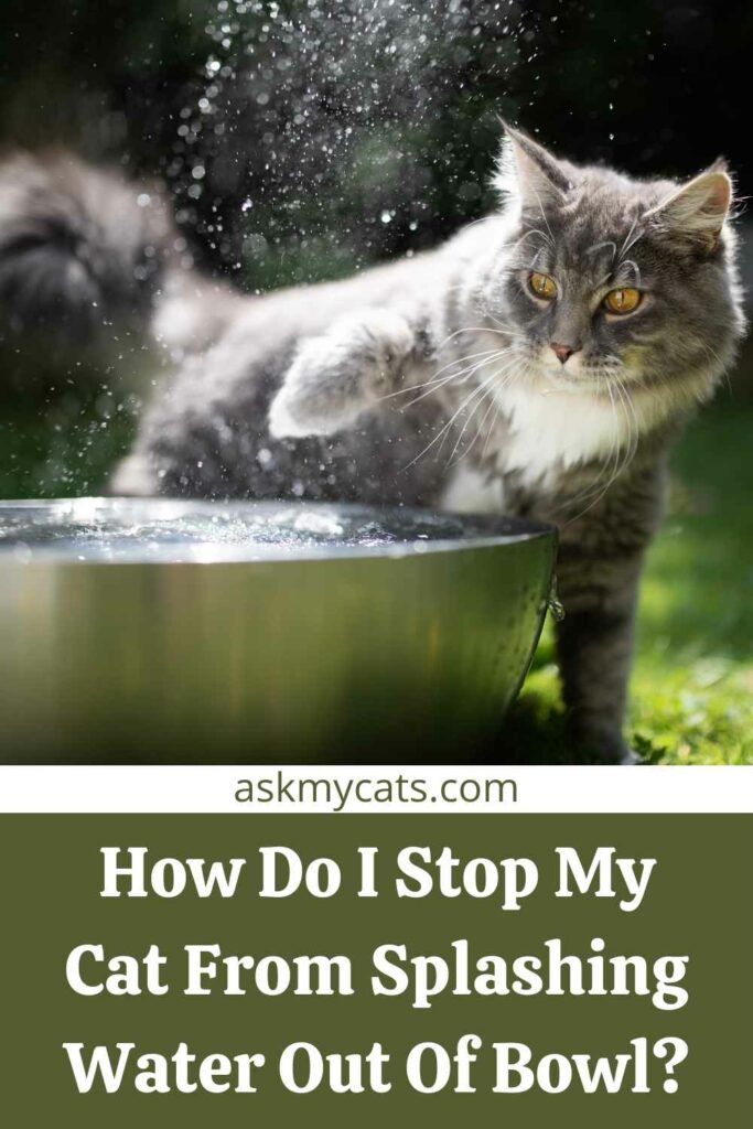 How Do I Stop My Cat From Splashing Water Out Of Bowl?