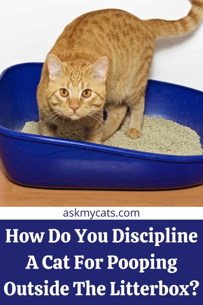 How Do You Discipline A Cat For Pooping Outside The Litterbox?