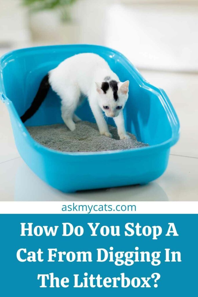 How Do You Stop A Cat From Digging In The Litterbox?