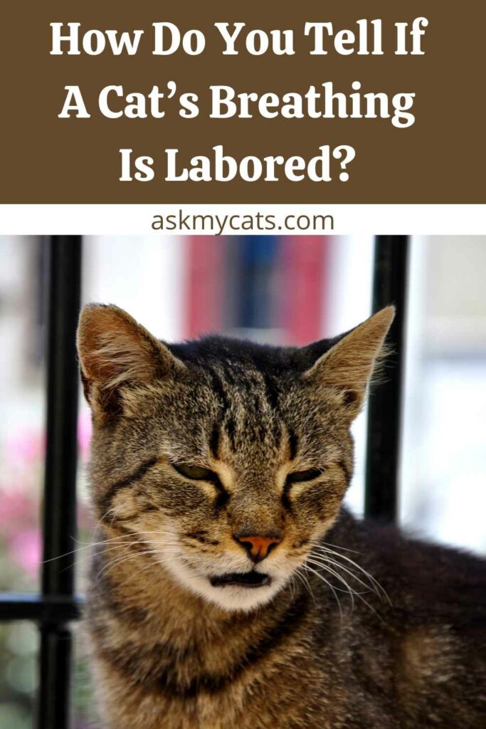 How Do You Tell If A Cats Breathing Is Labored