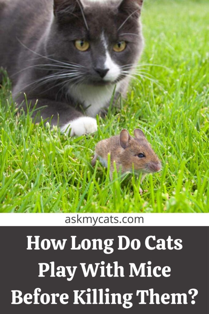 How Long Do Cats Play With Mice Before Killing Them?