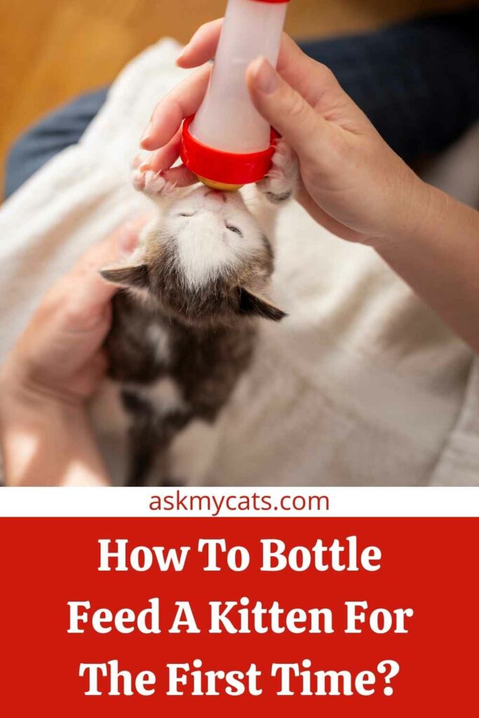 How To Bottle Feed A Kitten For The First Time?