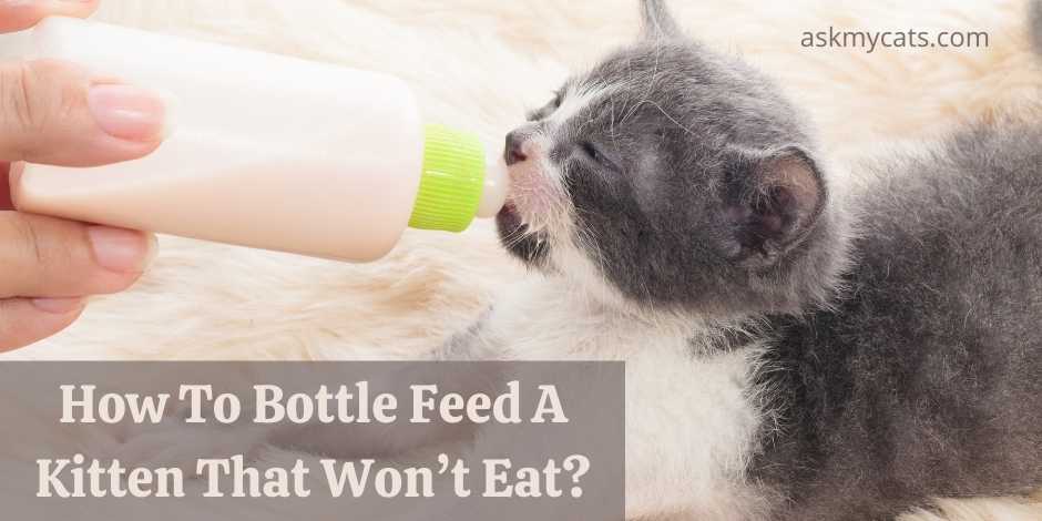 How To Bottle Feed A Kitten That Wont Eat