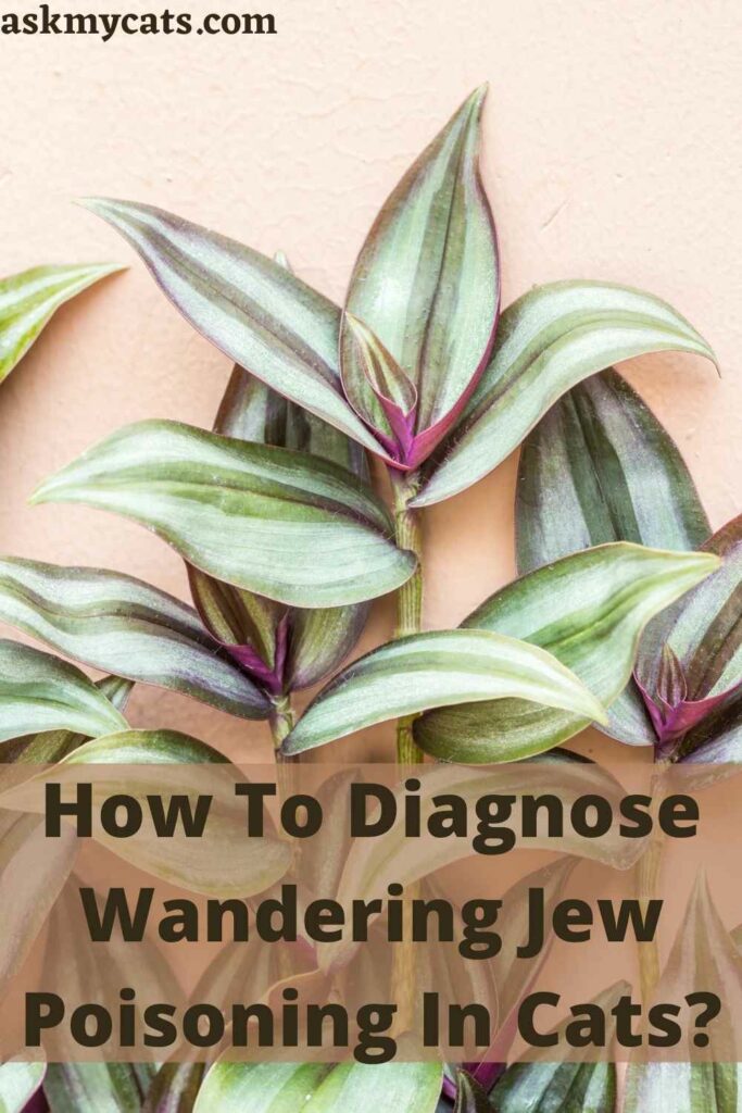 How To Diagnose Wandering Jew Poisoning In Cats?