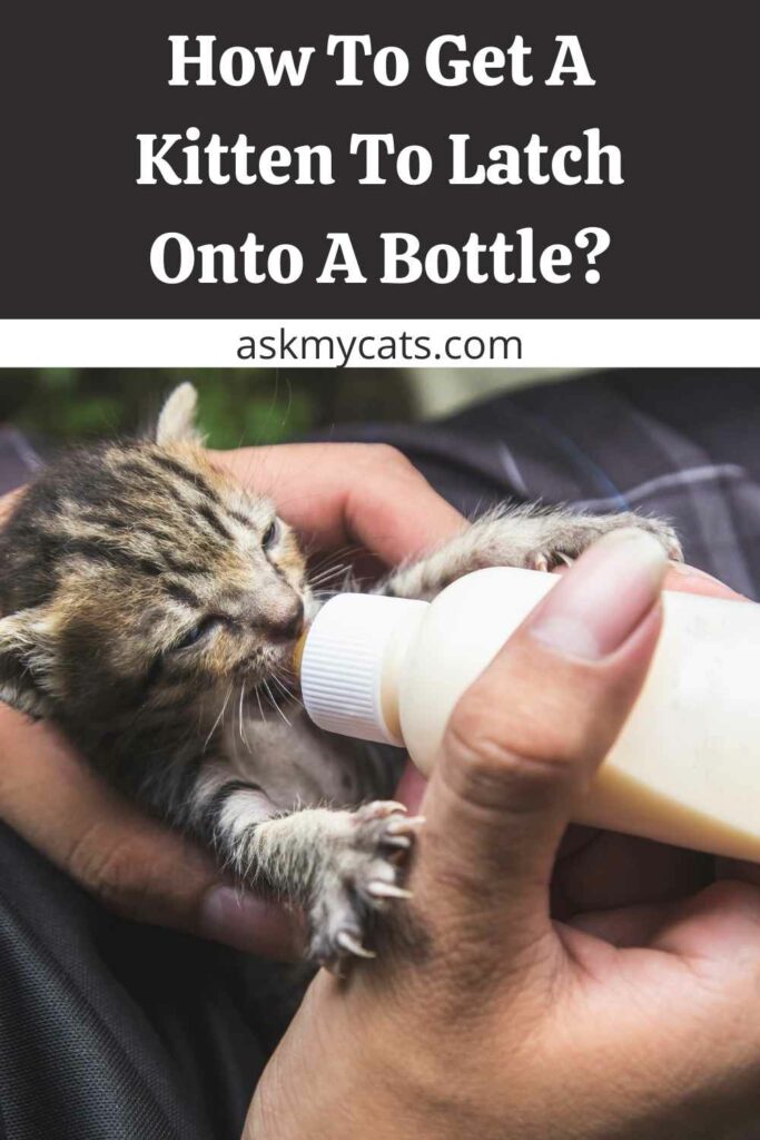 How To Get A Kitten To Latch Onto A Bottle?