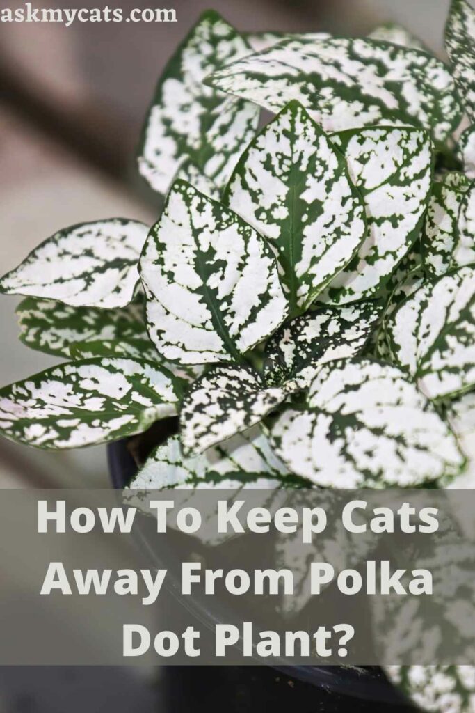 How To Keep Cats Away From Polka Dot Plant?
