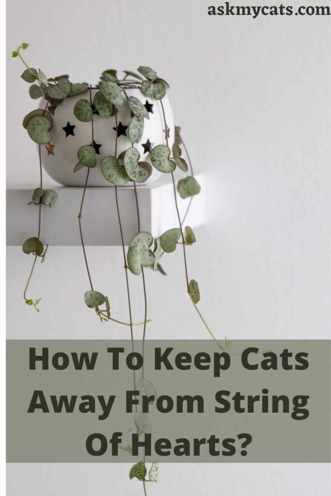 How To Keep Cats Away From String Of Hearts?