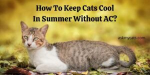 How To Keep Cats Cool In Summer Without AC?