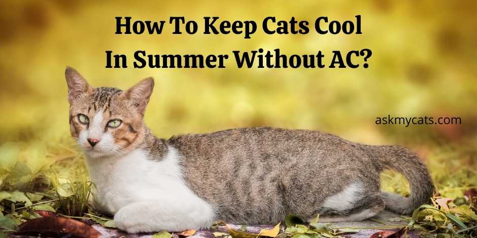 How To Keep Cats Cool In Summer Without AC