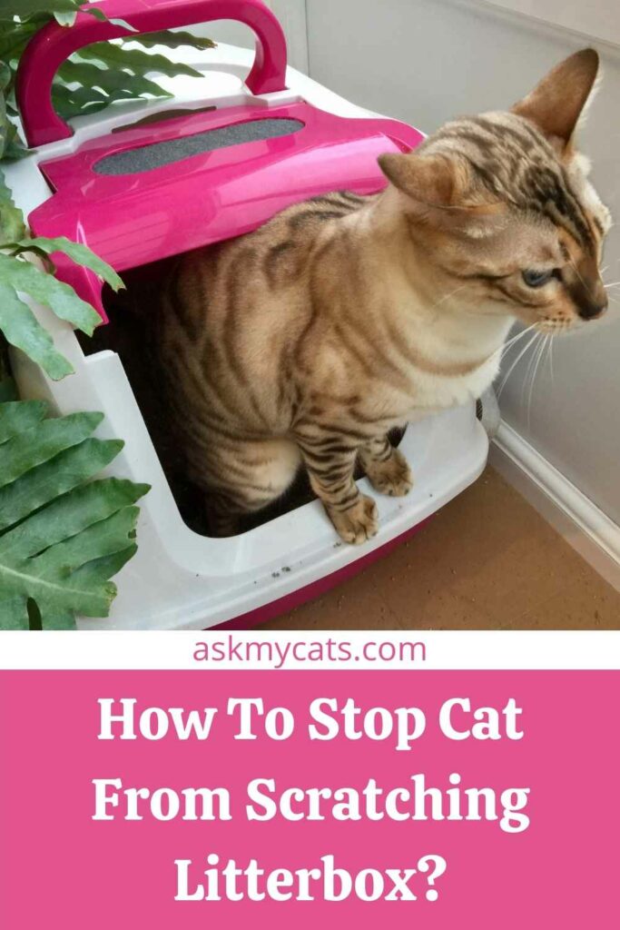How To Stop Cat From Scratching Litterbox?