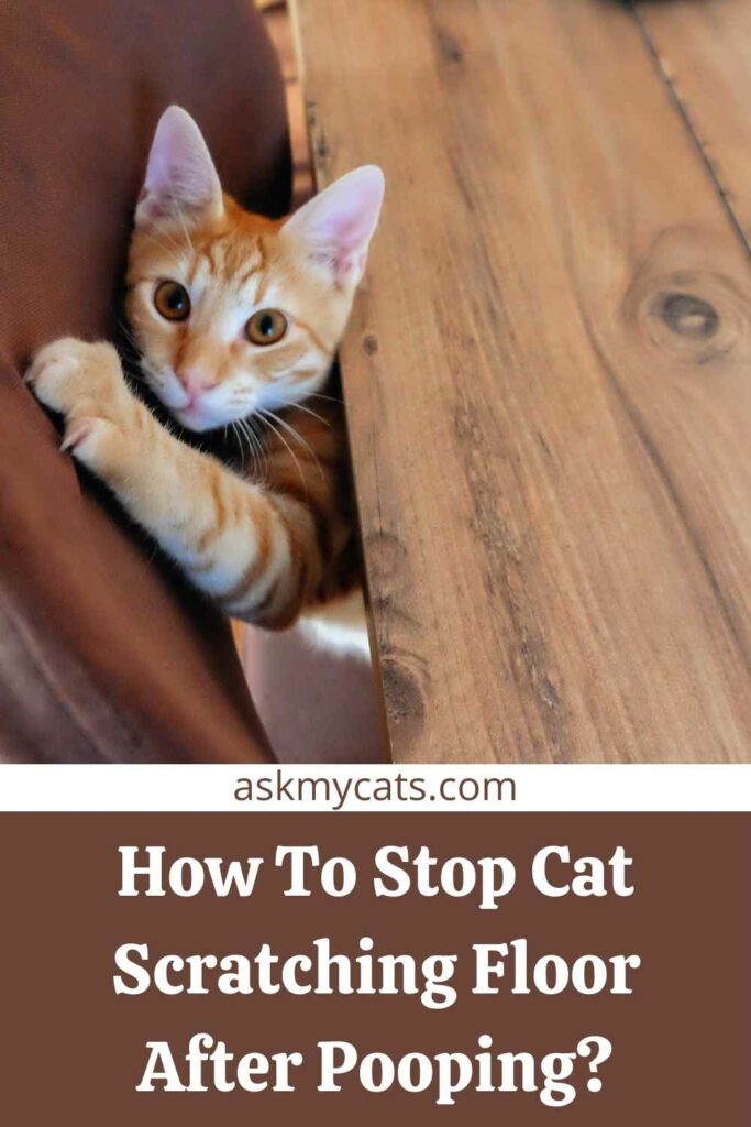 How To Stop Cat Scratching Floor After Pooping?