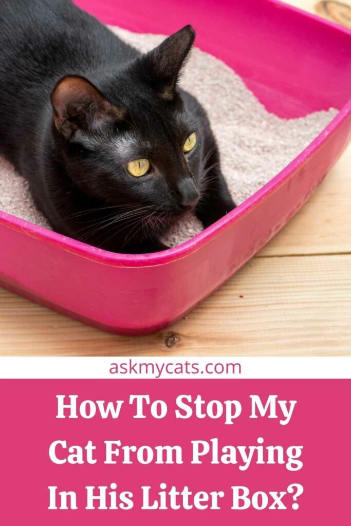 How To Stop My Cat From Playing In His Litter Box?