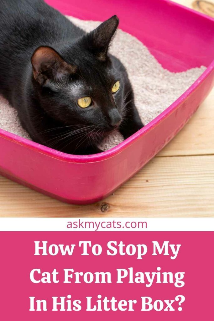 Stop cat from 2024 playing in litter box