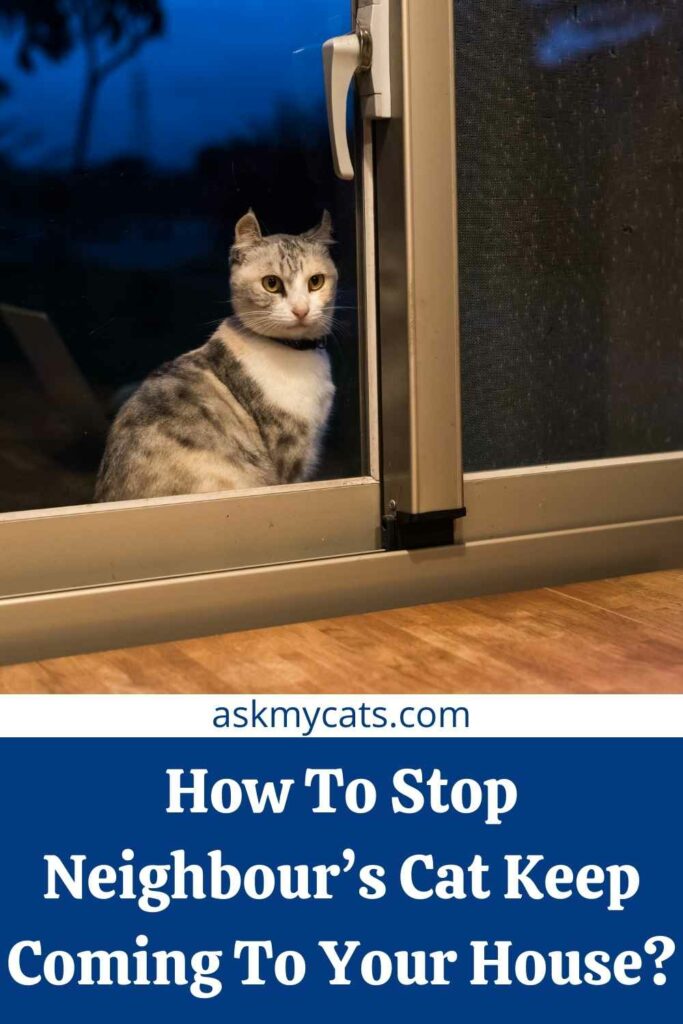 How To Stop Neighbour’s Cat Keep Coming To Your House?