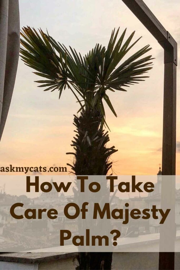 How To Take Care Of Majesty Palm?