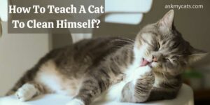 How To Teach A Cat To Clean Himself? Best Tips For Your Cat!