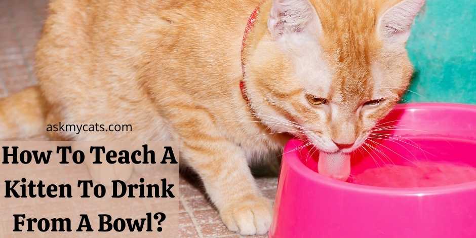 How To Teach A Kitten To Drink From A Bowl